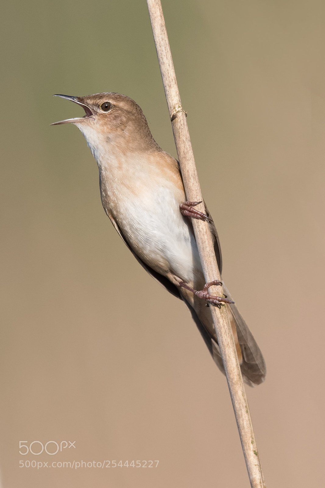 Nikon D500 sample photo. Savi's warbler photography