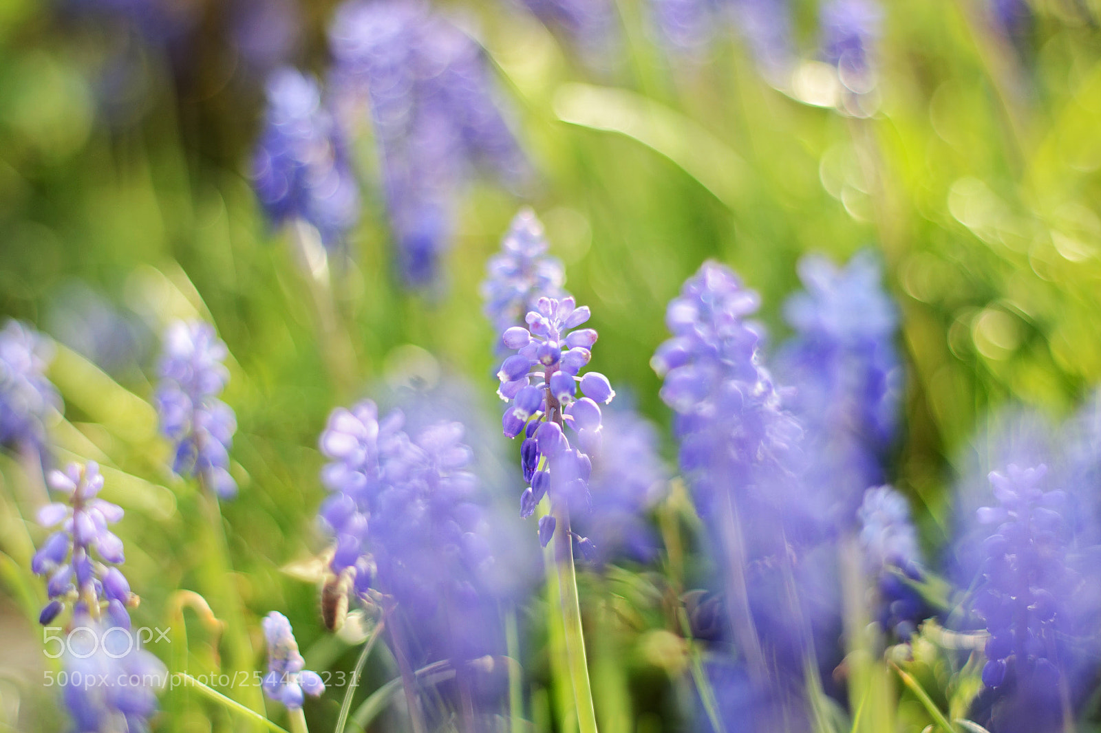 Nikon D3100 sample photo. Springtime photography