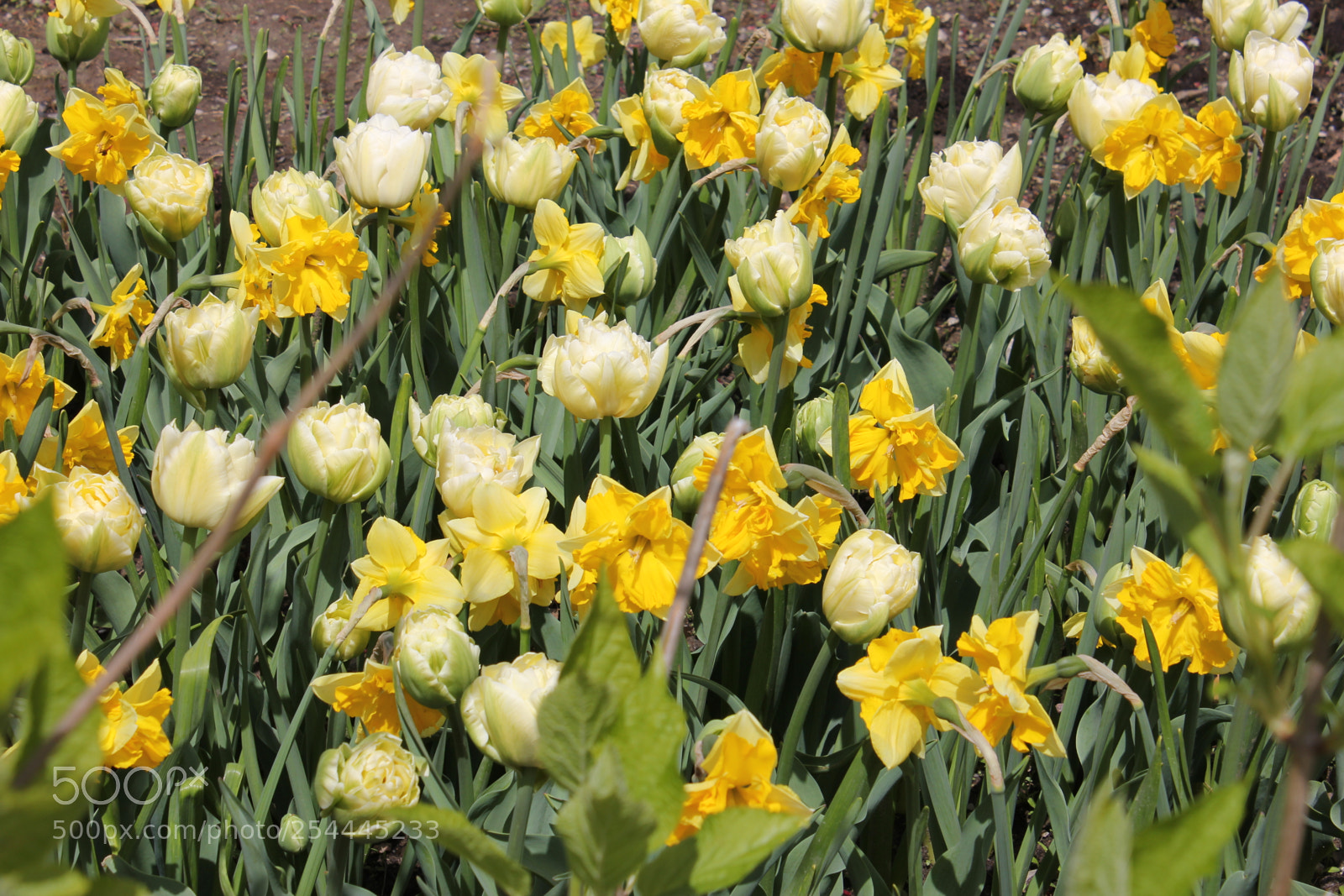 Canon EOS 550D (EOS Rebel T2i / EOS Kiss X4) sample photo. Tulips edward's garden, toronto photography