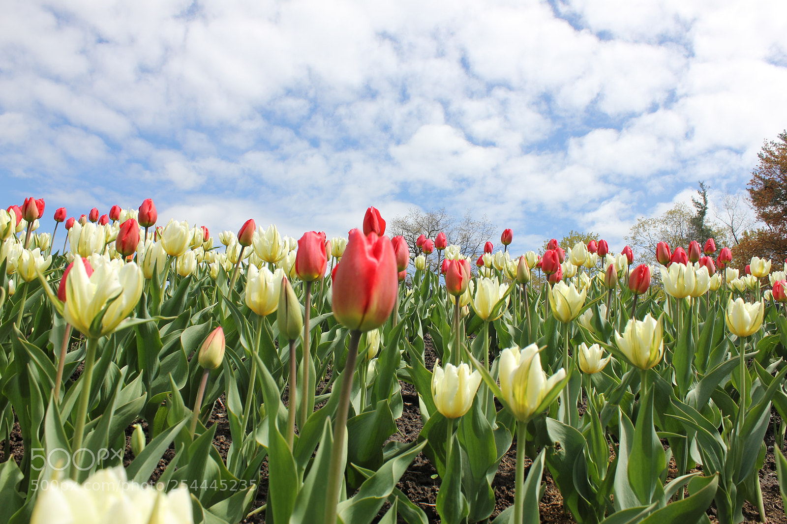 Canon EOS 550D (EOS Rebel T2i / EOS Kiss X4) sample photo. Tulips edward's garden, toronto photography