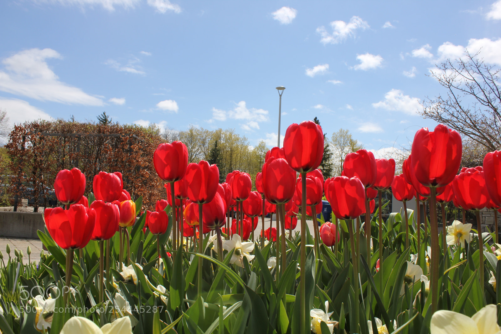 Canon EOS 550D (EOS Rebel T2i / EOS Kiss X4) sample photo. Tulips edward's garden, toronto photography