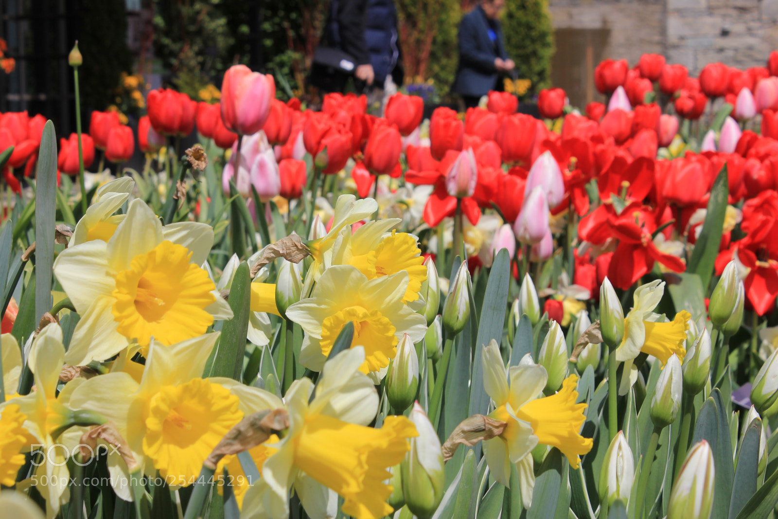 Canon EOS 550D (EOS Rebel T2i / EOS Kiss X4) sample photo. Tulips edward's garden, toronto photography