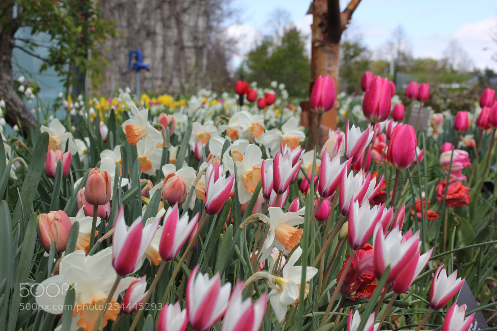 Canon EOS 550D (EOS Rebel T2i / EOS Kiss X4) sample photo. Tulips edward's garden, toronto photography