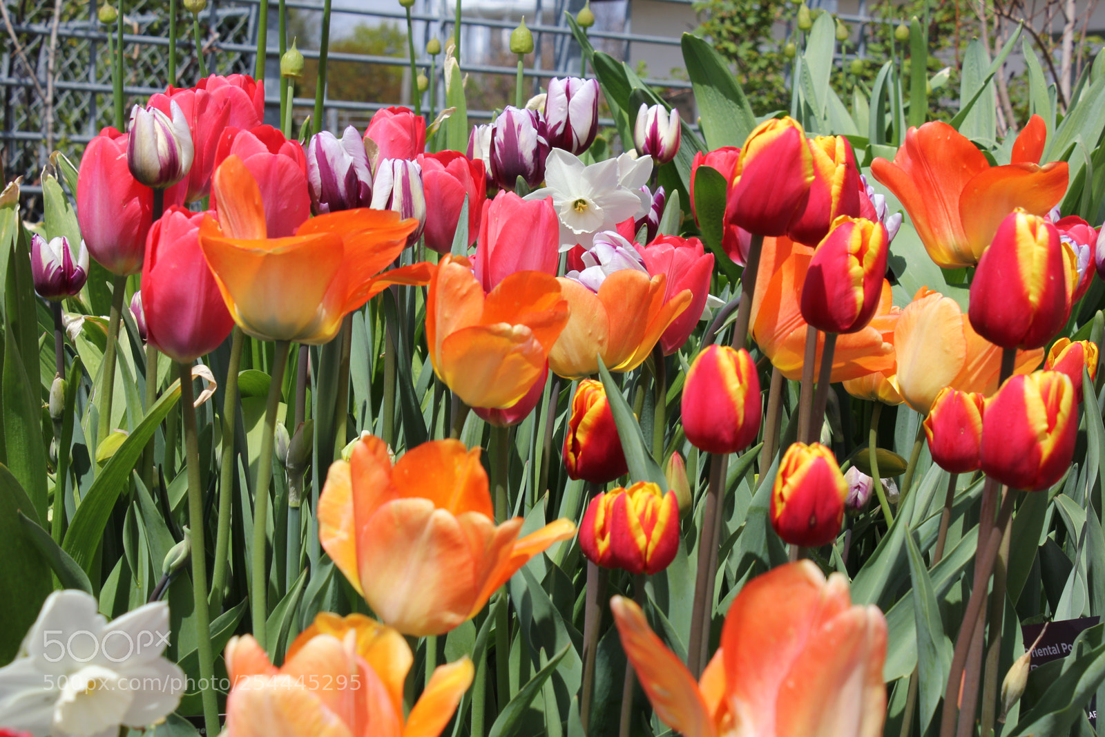 Canon EOS 550D (EOS Rebel T2i / EOS Kiss X4) sample photo. Tulips edward's garden, toronto photography