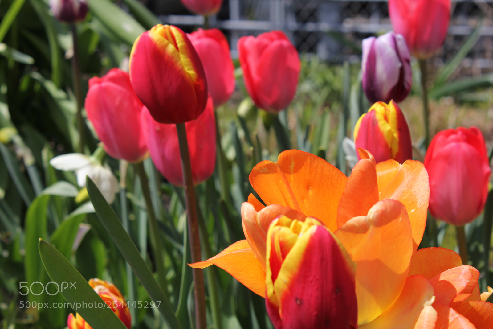 Canon EOS 550D (EOS Rebel T2i / EOS Kiss X4) sample photo. Tulips edward's garden, toronto photography