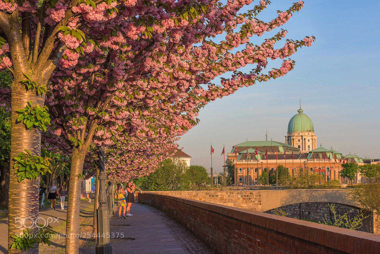 Nikon D810 sample photo. Flowering trees in buda photography