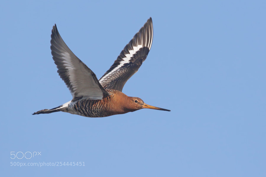 Canon EOS 7D Mark II sample photo. Black-tailed godwit photography