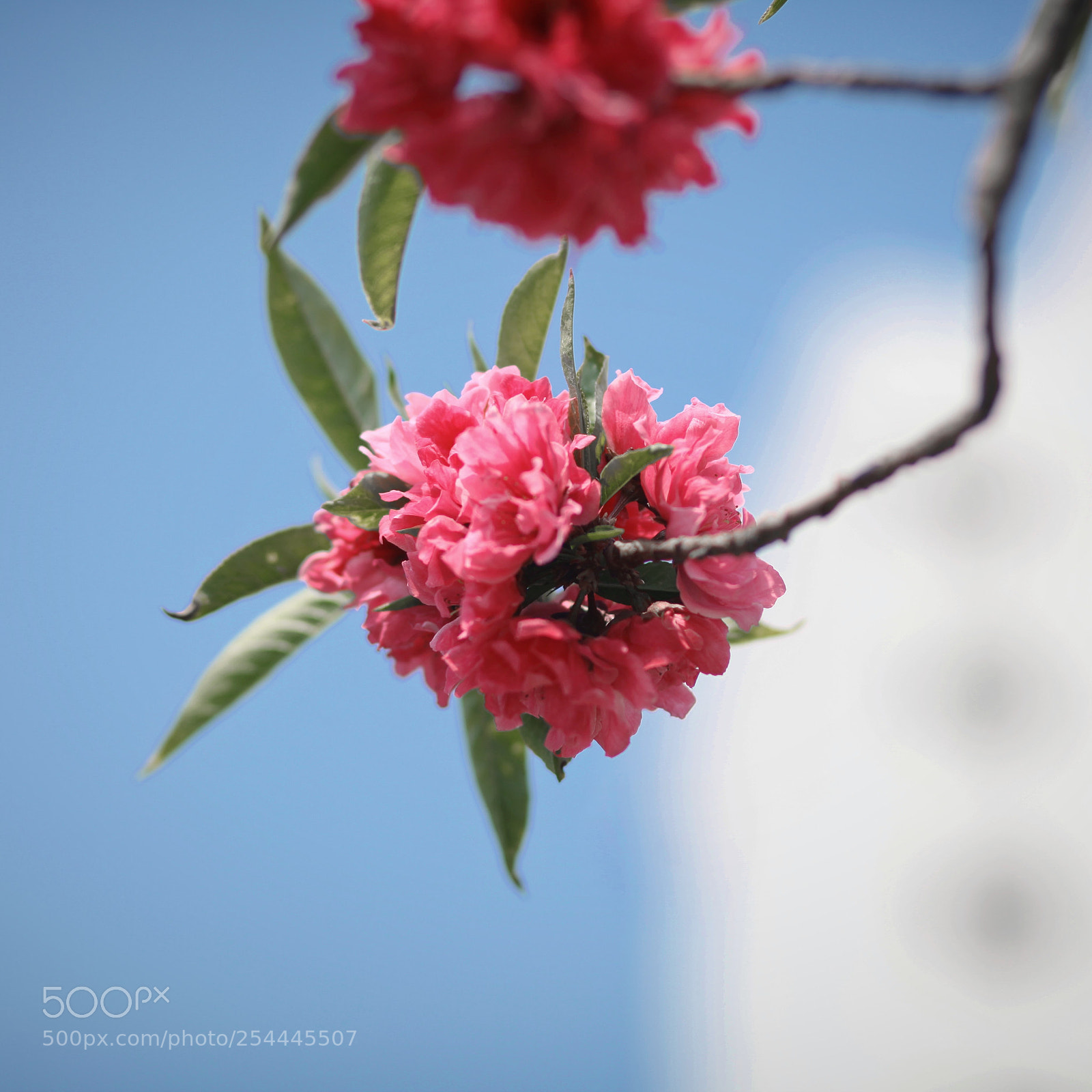 Canon EOS 5D Mark II sample photo. Untitled photography