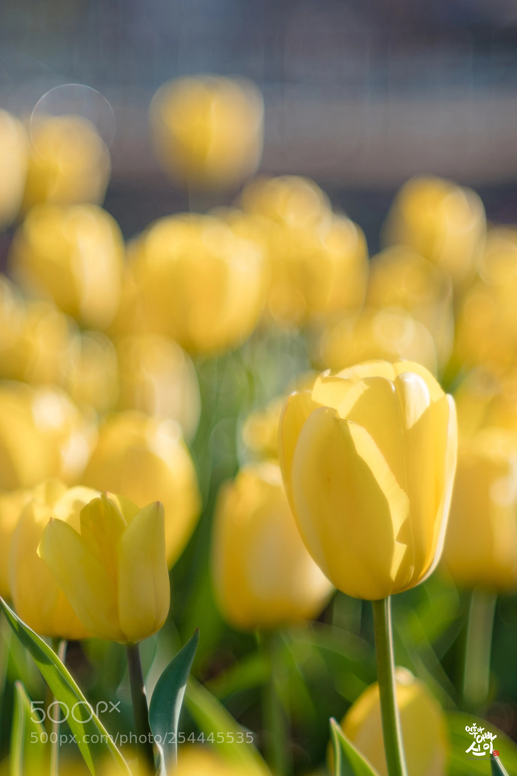 Fujifilm X-T2 sample photo. Yellow tulip photography