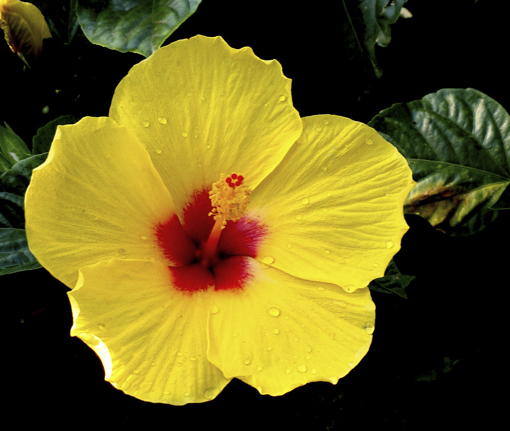 Sony Cyber-shot DSC-H10 sample photo. Chinese hibiscus amarilla photography