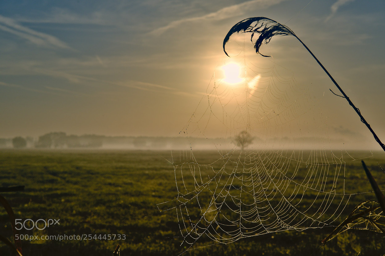 Fujifilm X-T10 sample photo. Spider's web in sunlight photography