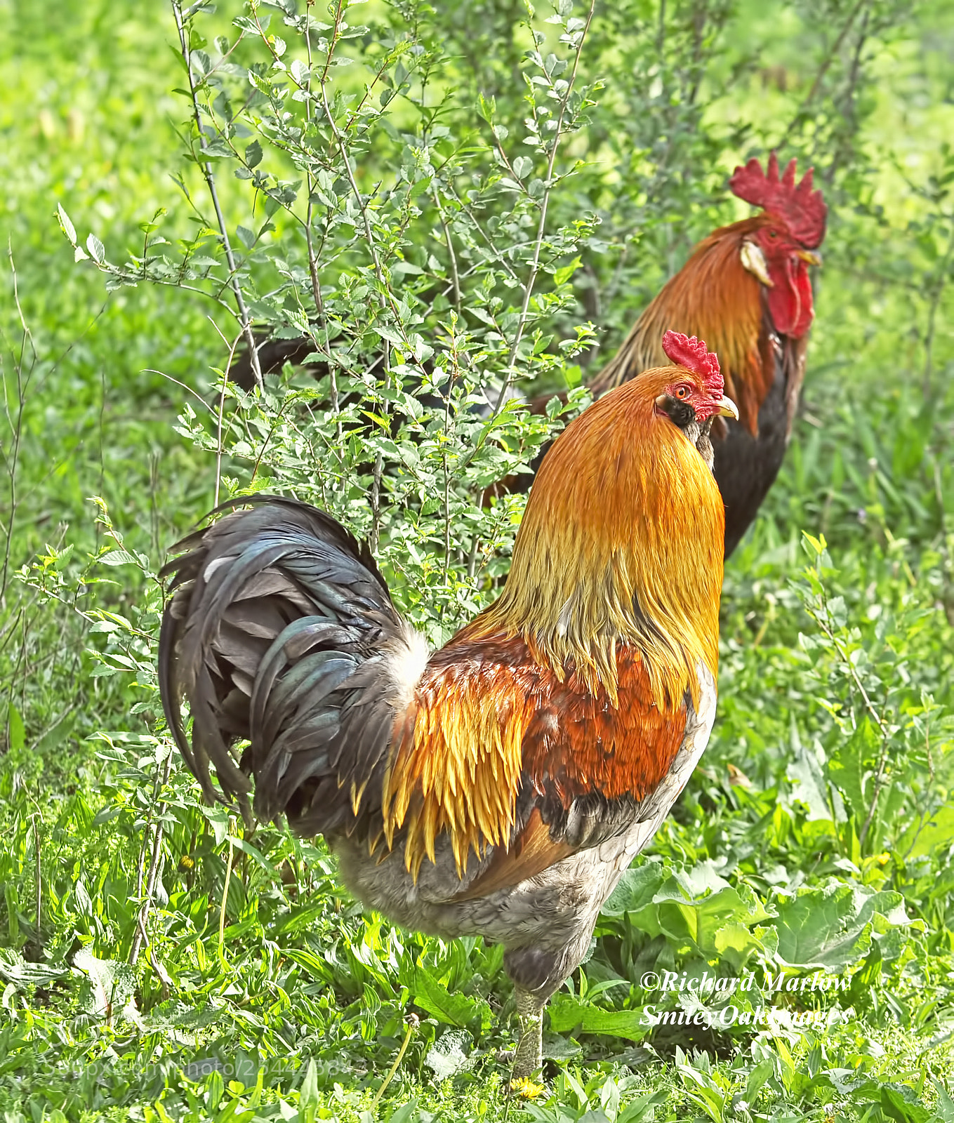 Nikon D5000 sample photo. A pair of roosters photography