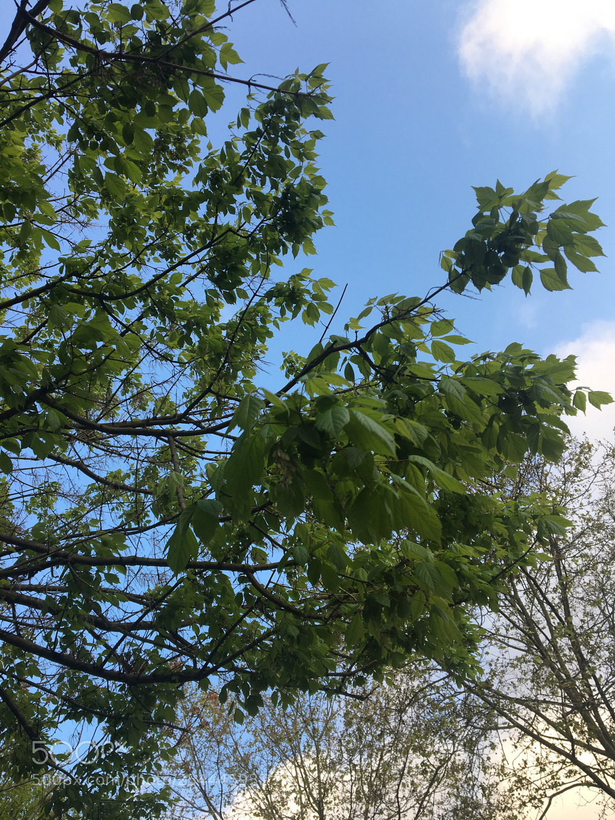 Apple iPhone 6s sample photo. Trees  photography