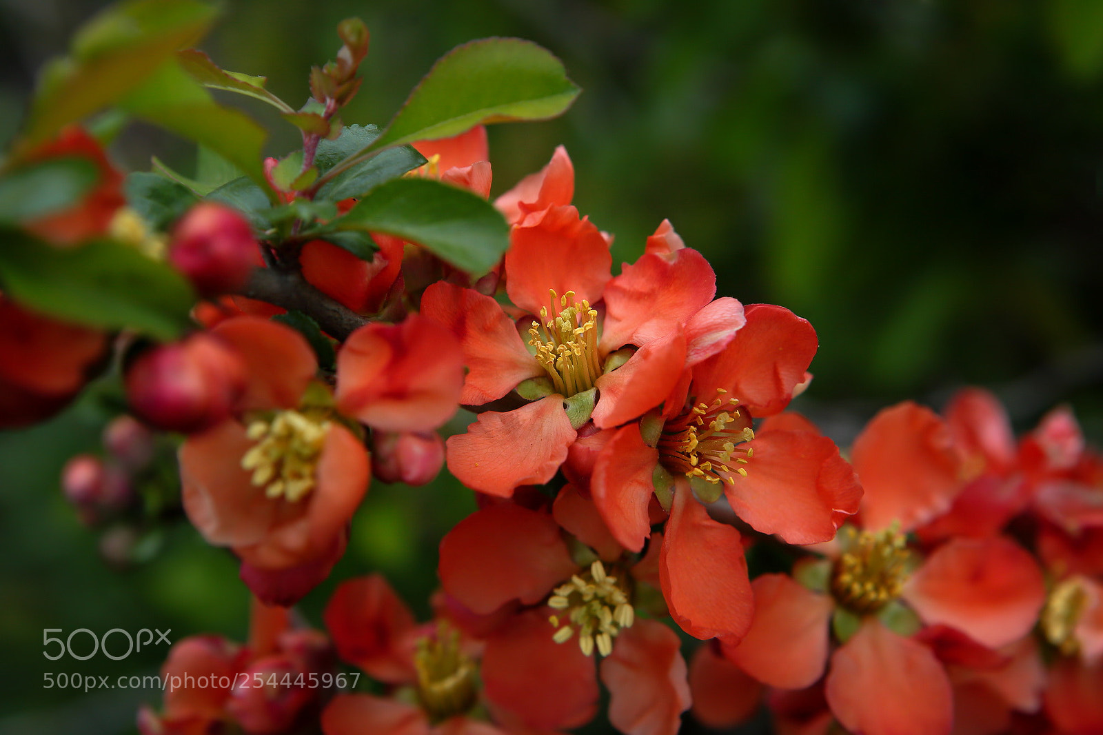 Canon EOS 5D Mark II sample photo. Img photography