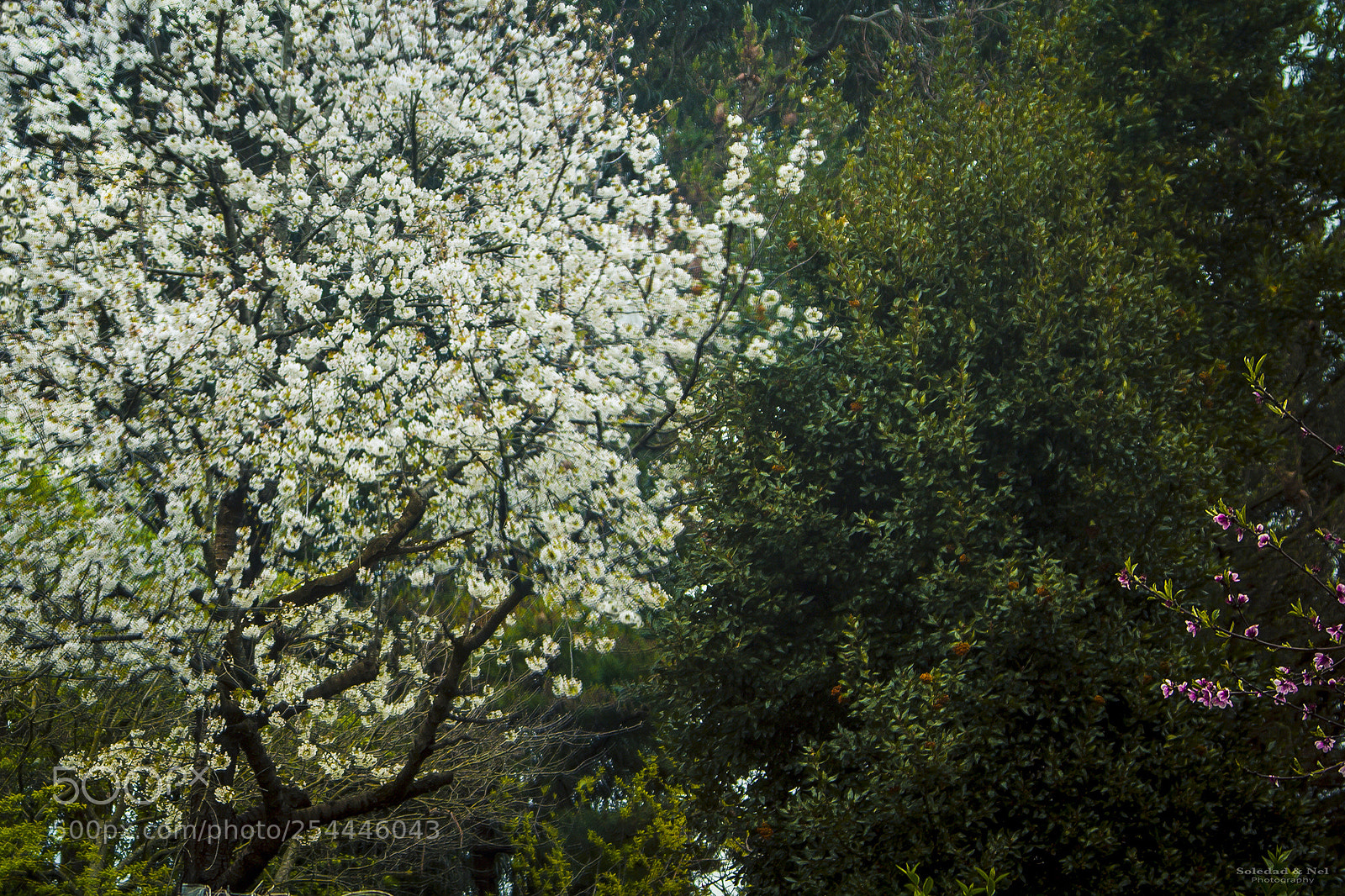 Canon EOS 7D sample photo. Capricho de primavera photography