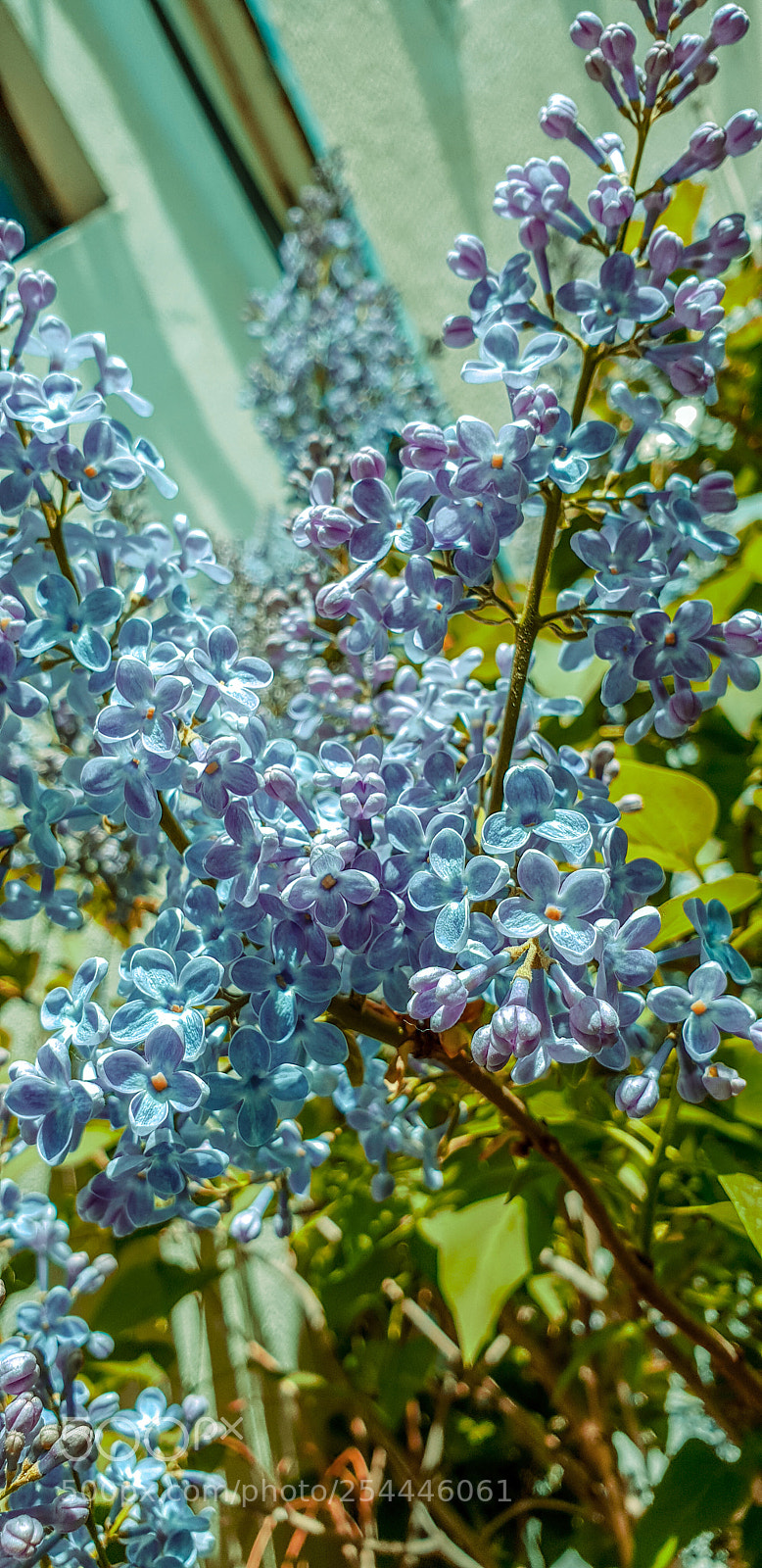 Samsung Galaxy S9+ sample photo. Untitled photography