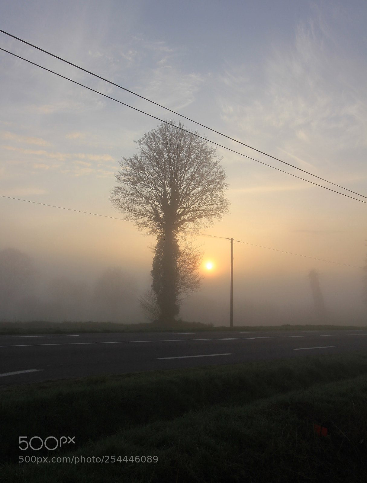 Canon EOS 550D (EOS Rebel T2i / EOS Kiss X4) sample photo. Misty tree photography