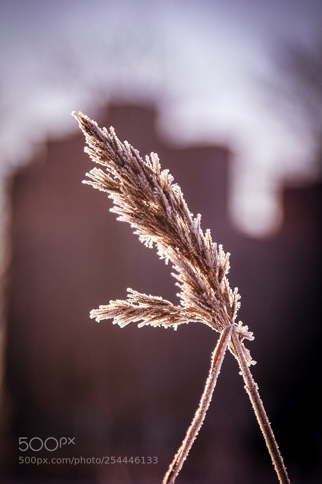 Canon EOS 60D sample photo. Frozen vi photography