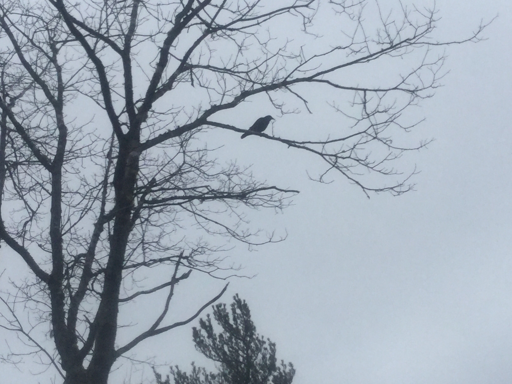 Apple iPad mini 4 sample photo. Bird on a frail branch... photography