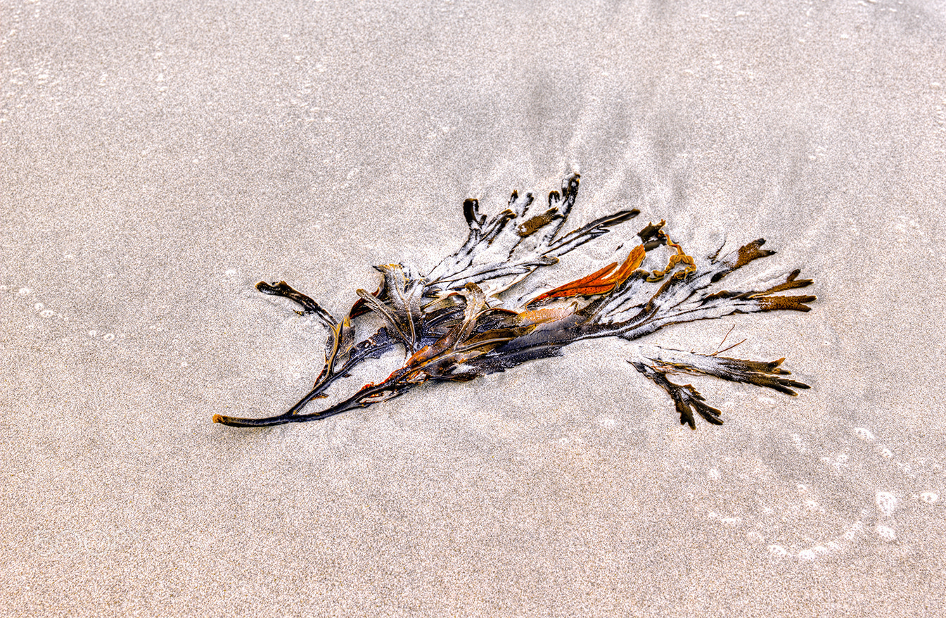 Hasselblad H5D sample photo. On the beach..... photography