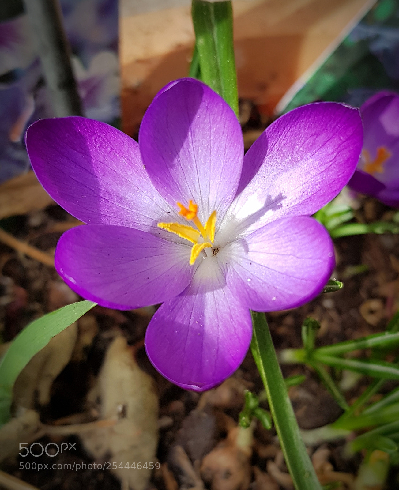 Samsung Galaxy S8+ sample photo. Spring flower photography