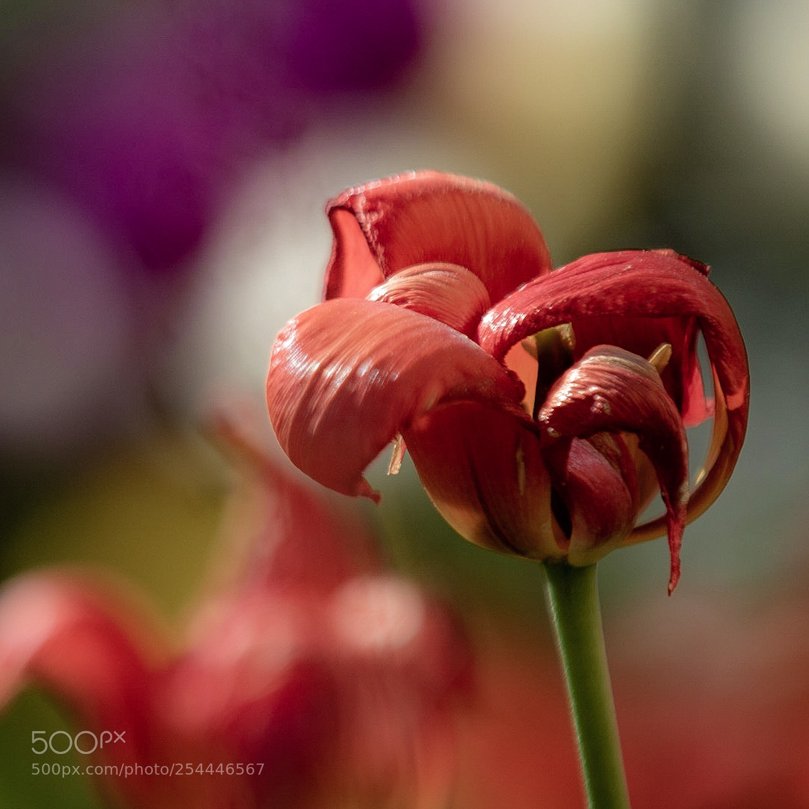 Canon EOS 7D Mark II sample photo. Fading away photography