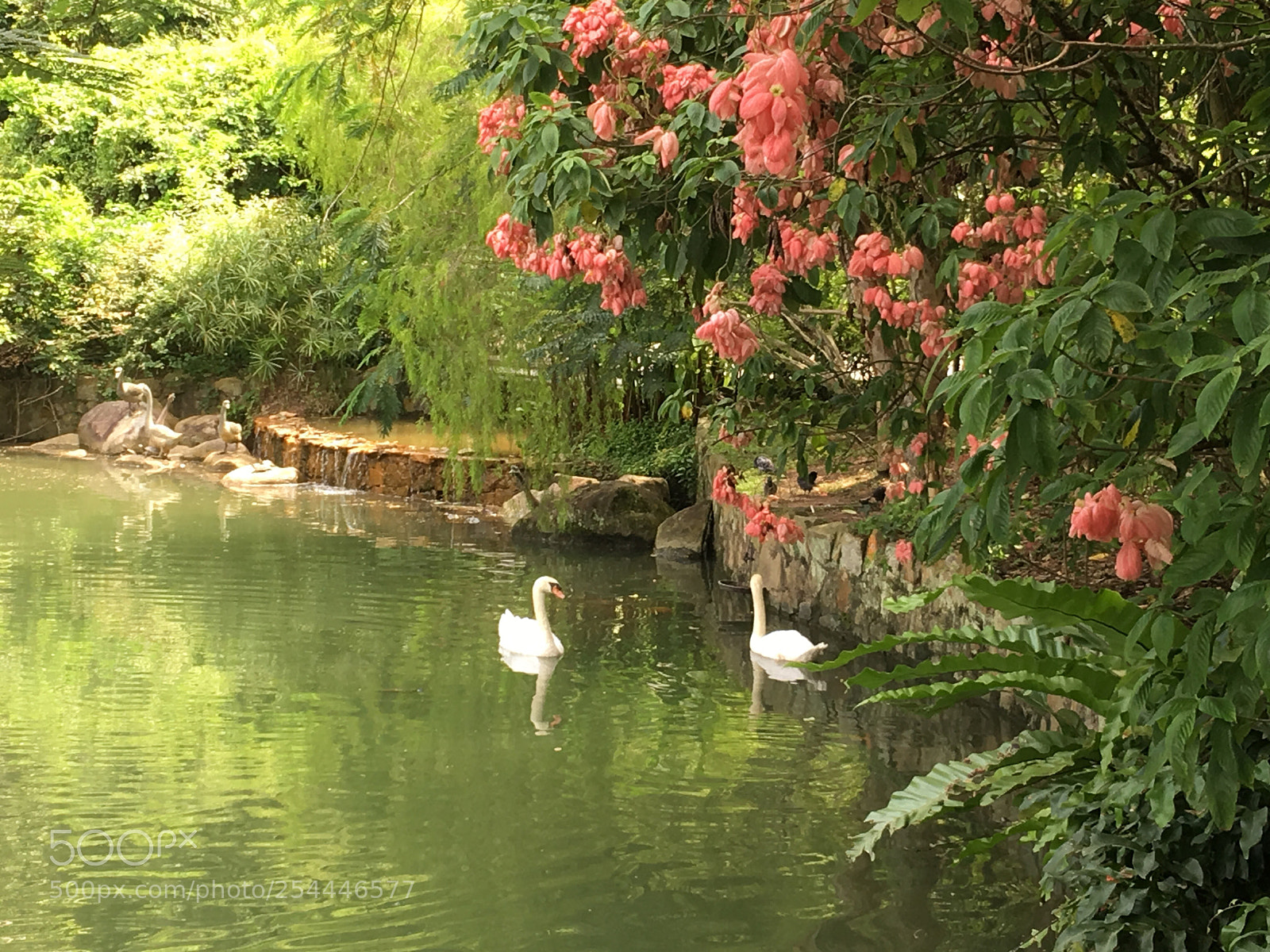 Apple iPhone 6s Plus sample photo. Swans photography