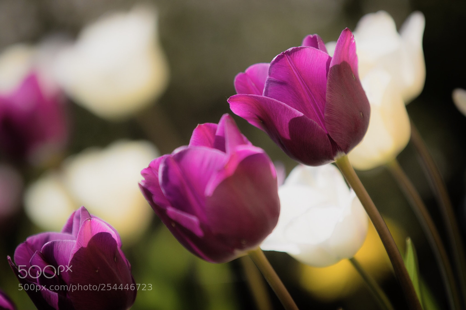 Canon EOS 7D Mark II sample photo. Seeking the sun photography