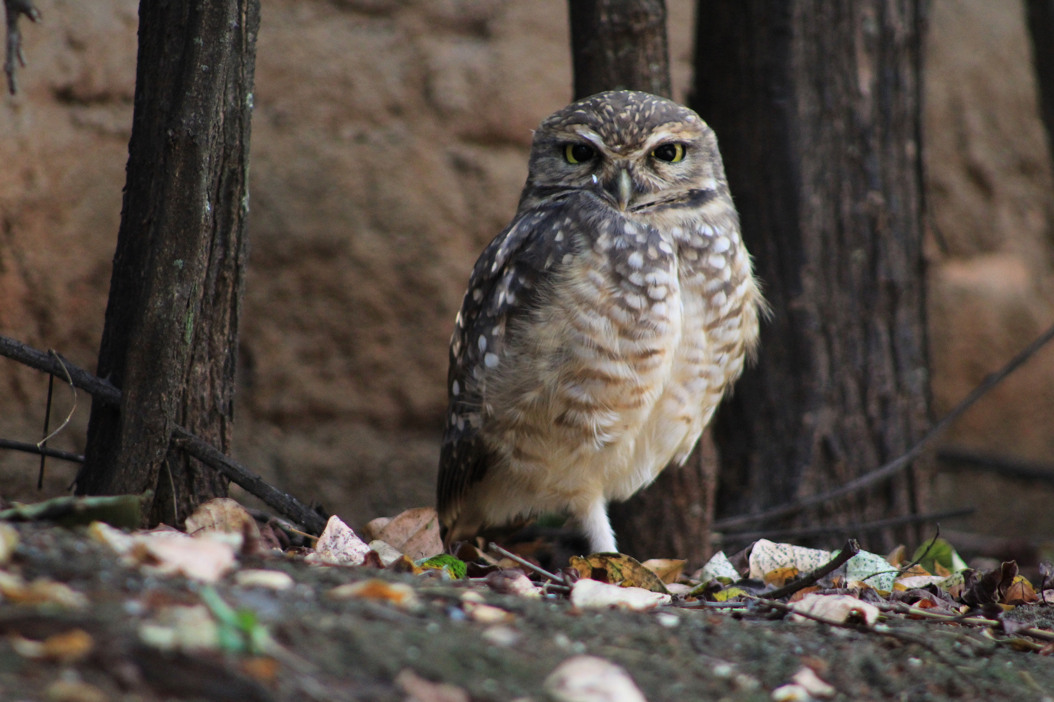 Canon EF 75-300mm f/4-5.6 USM sample photo. Coruja photography