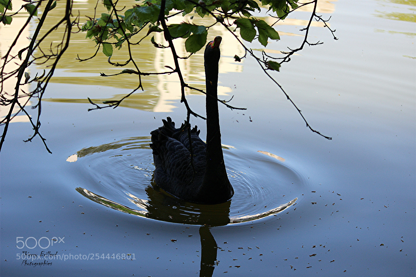 Canon EOS 600D (Rebel EOS T3i / EOS Kiss X5) sample photo. Coup tendu le cygne photography
