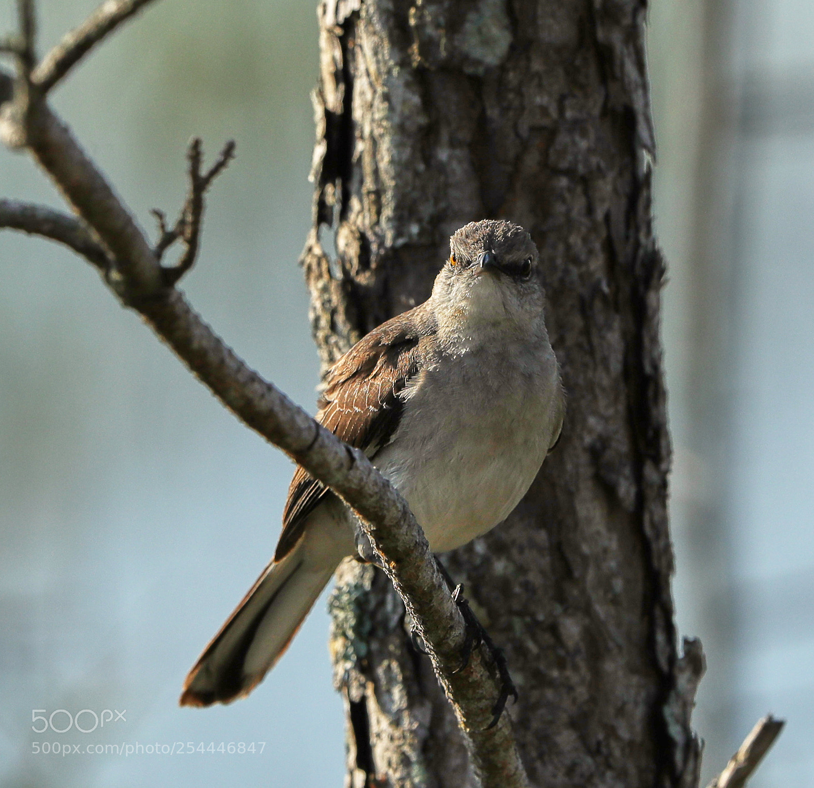Canon EOS-1D X Mark II sample photo. 04-20-18-0013665.jpg photography