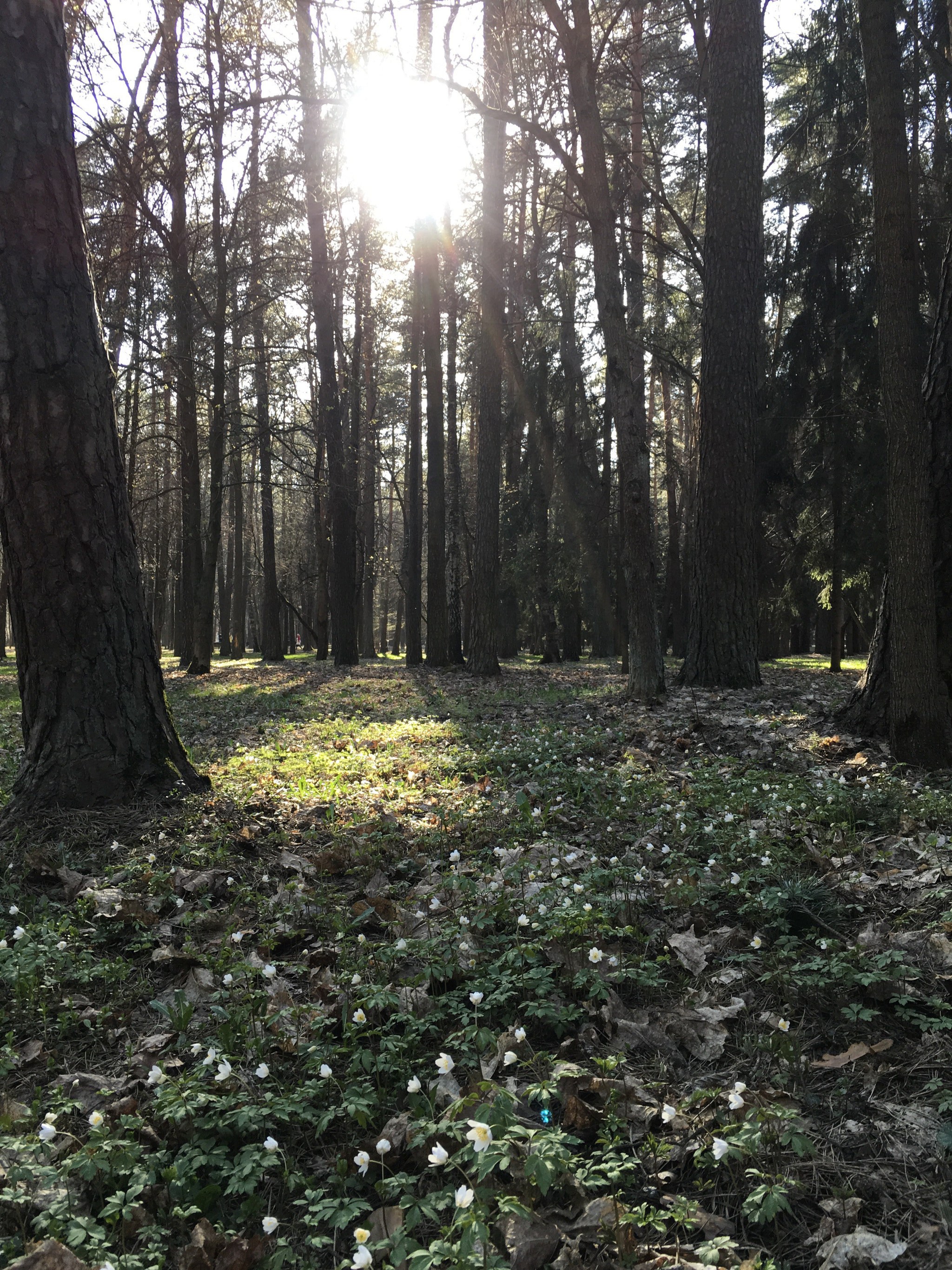 Apple iPad Pro sample photo. Minsk parks photography