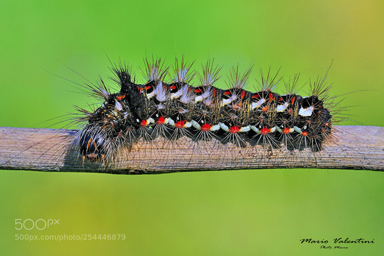 Nikon D700 sample photo. Caterpillar of butterfly acronica. photography