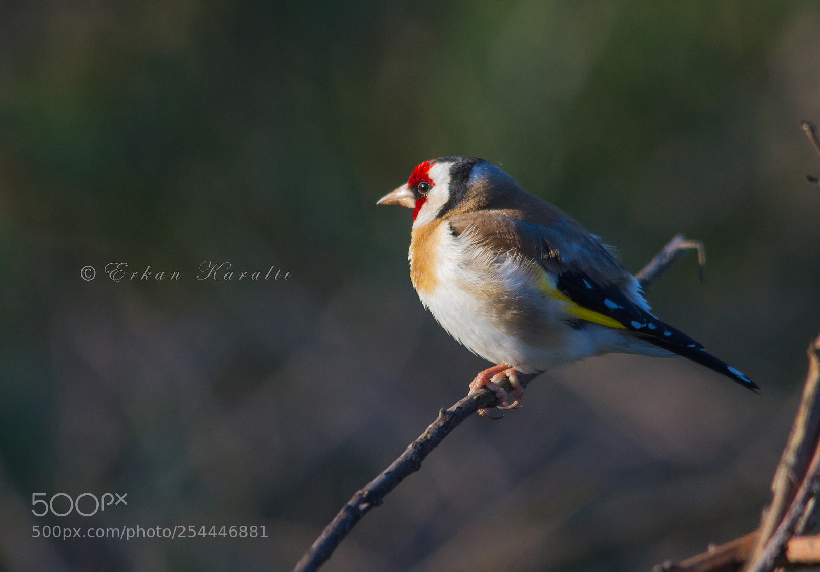 Canon EOS 7D sample photo. European goldfinch photography