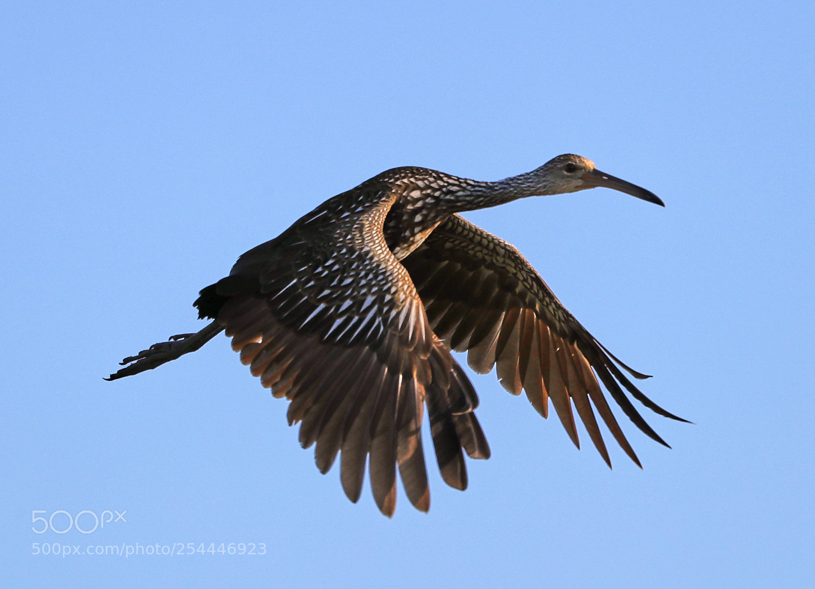 Canon EOS-1D X Mark II sample photo. 04-20-18-0013655.jpg photography