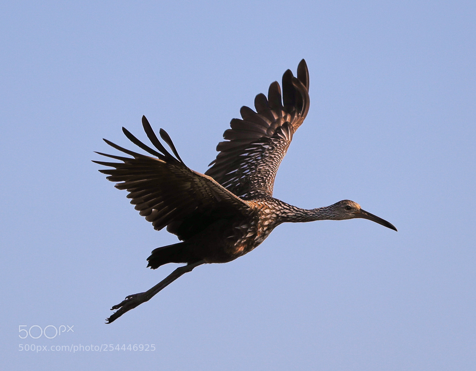 Canon EOS-1D X Mark II sample photo. 04-20-18-0013657.jpg photography