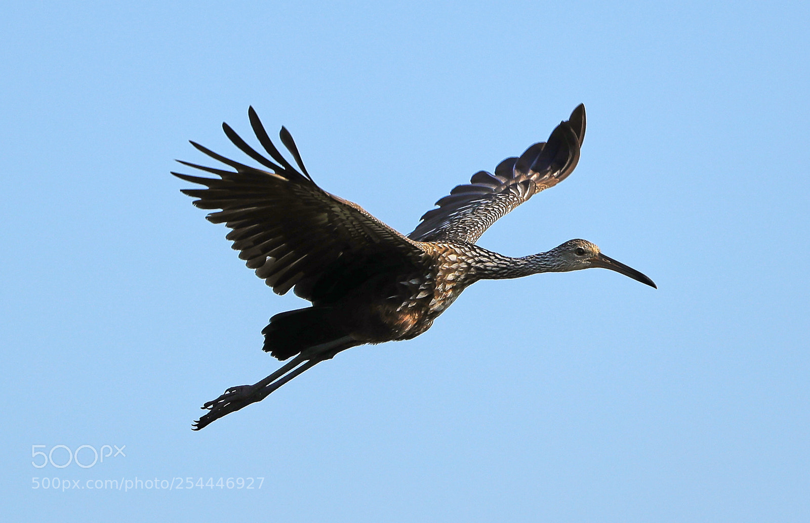 Canon EOS-1D X Mark II sample photo. 04-20-18-0013658.jpg photography