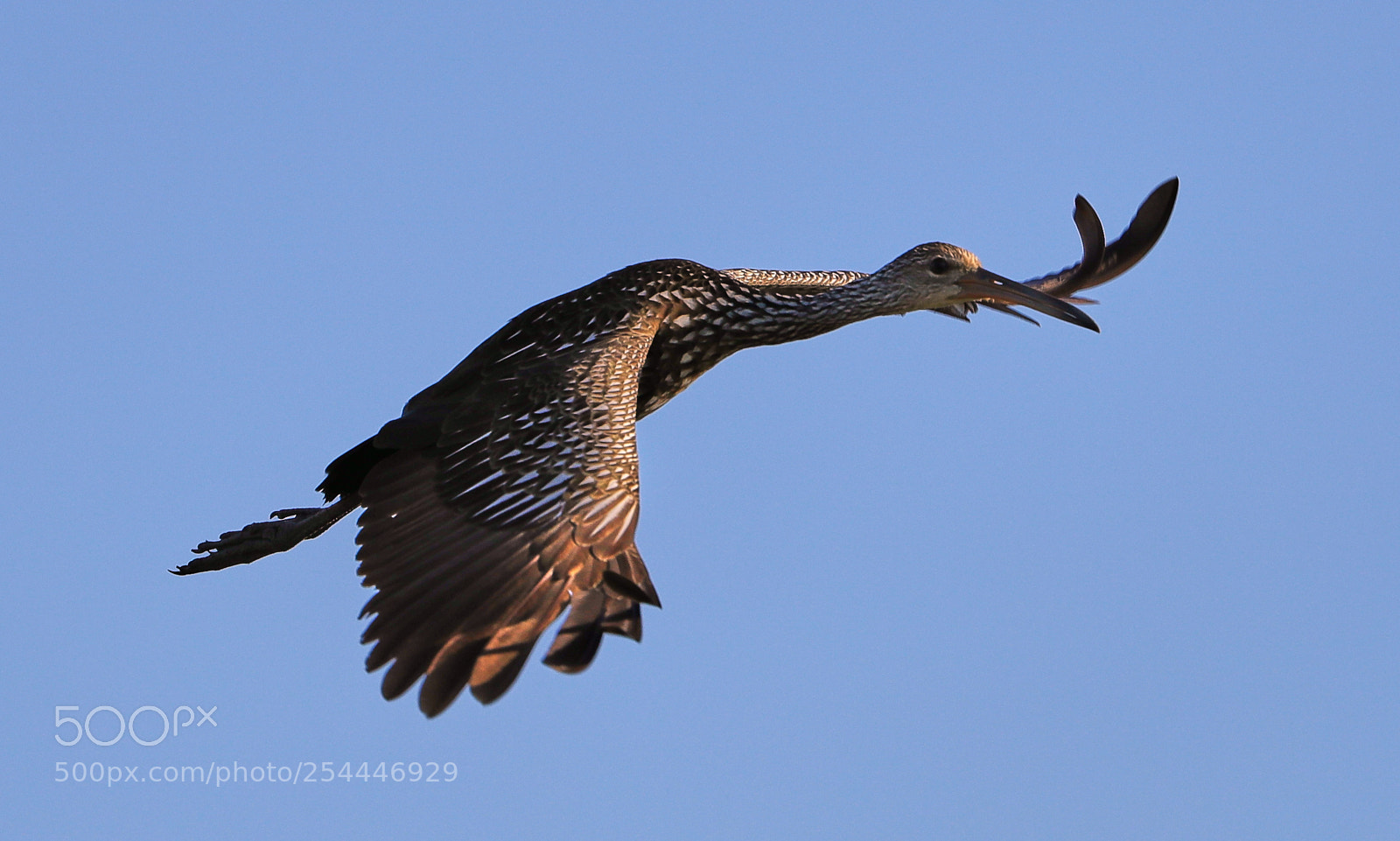 Canon EOS-1D X Mark II sample photo. 04-20-18-0013654.jpg photography