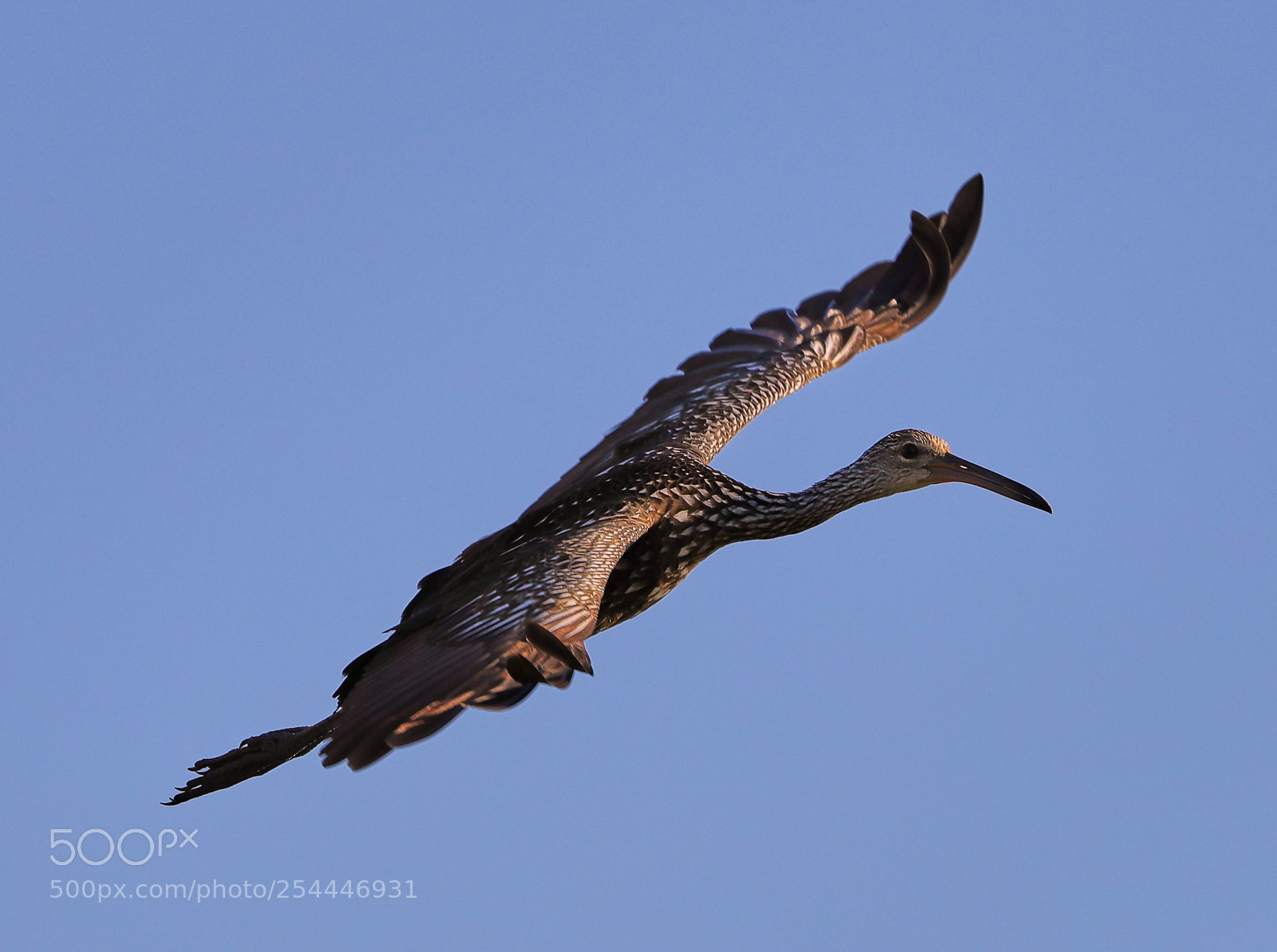 Canon EOS-1D X Mark II sample photo. 04-20-18-0013653.jpg photography