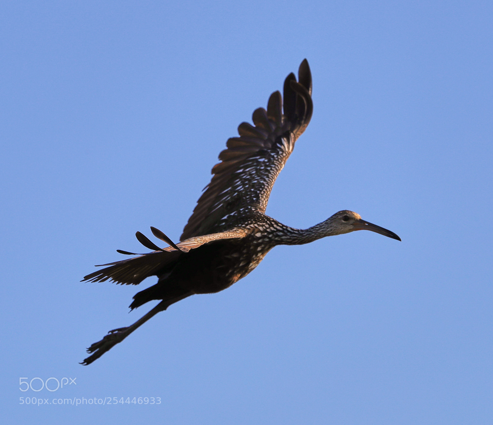 Canon EOS-1D X Mark II sample photo. 04-20-18-0013652.jpg photography