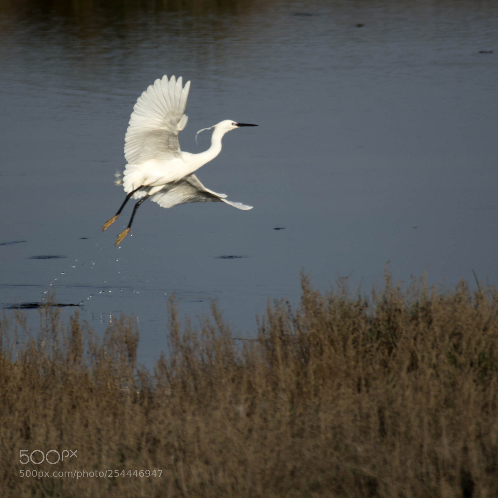 Nikon D5200 sample photo. Egretta photography