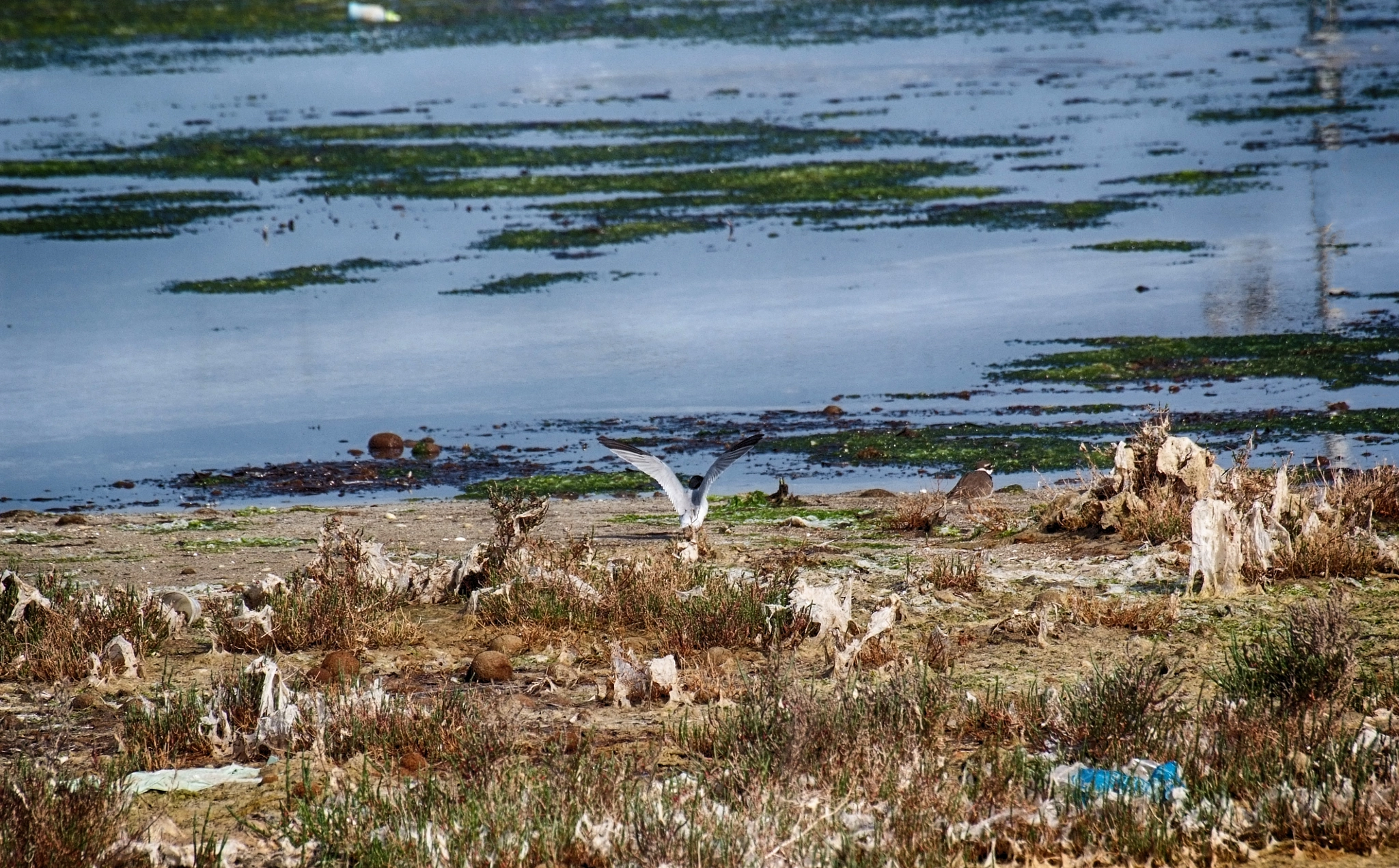 Fujifilm FinePix S5 Pro sample photo. Between plastic and nature...more plastic photography