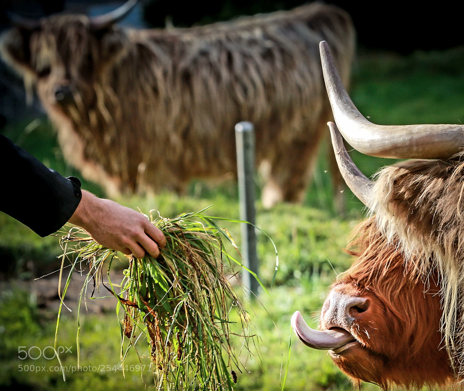 Canon EOS 70D sample photo. Hungry bison photography