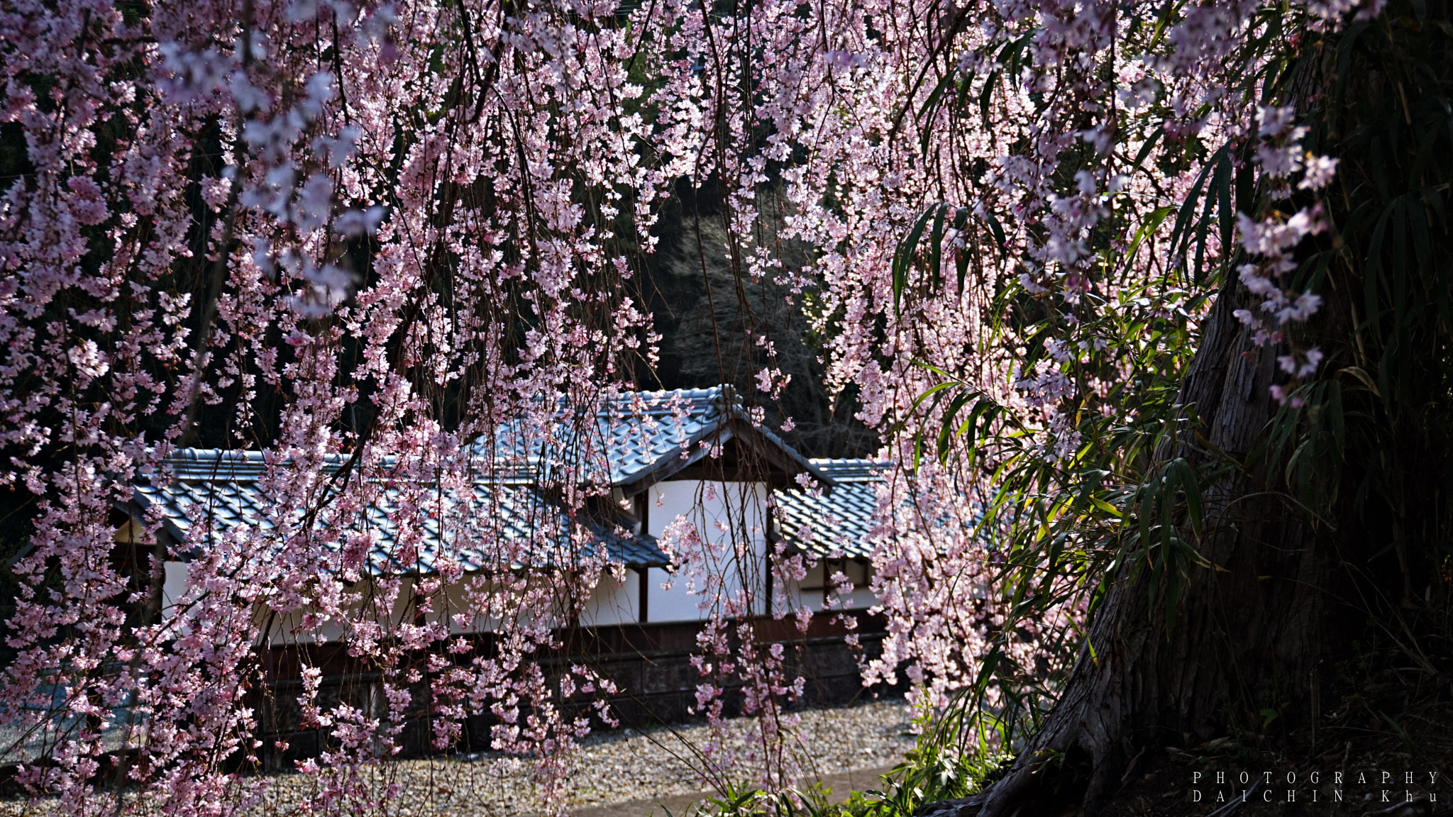 Sony a6000 sample photo. Sakura photography