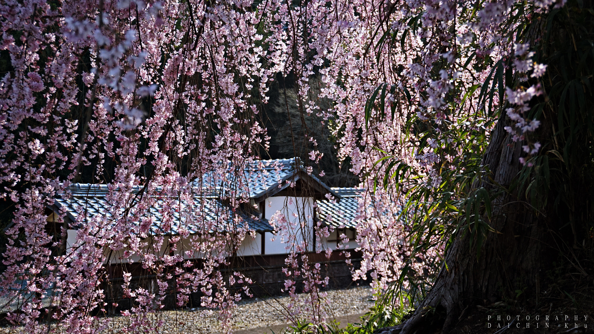 Sony a6000 + Sony E 18-50mm F4-5.6 sample photo. Sakura photography