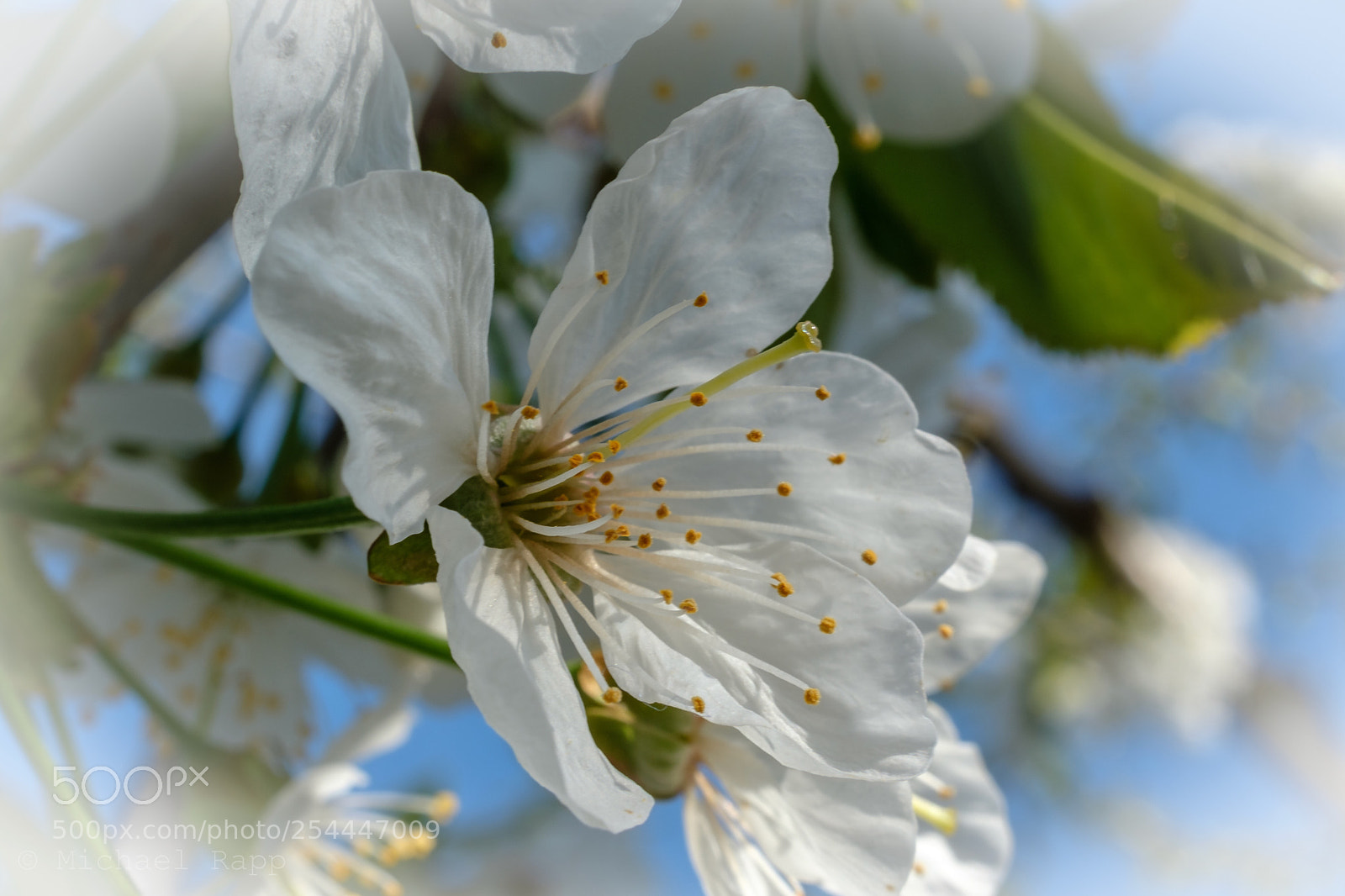 Fujifilm X-T2 sample photo. Cherry blossom photography