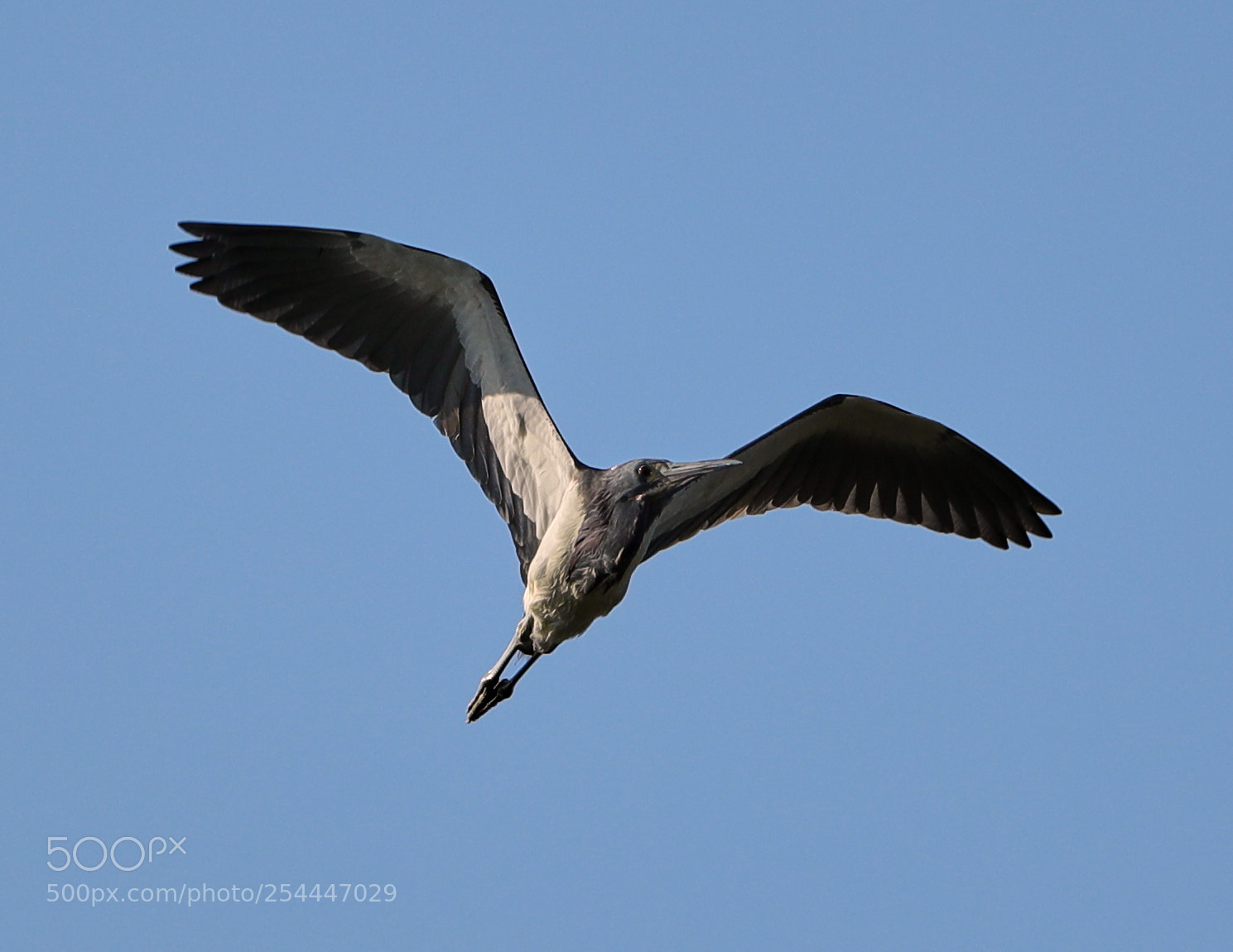Canon EOS-1D X Mark II sample photo. 04-20-18-0013651.jpg photography