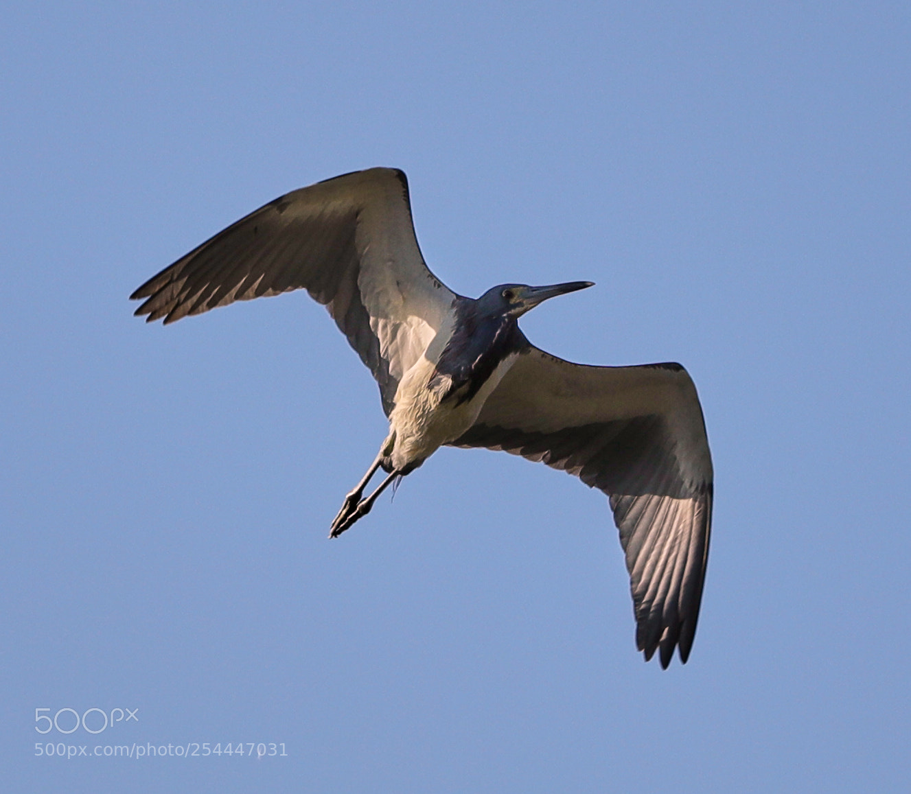 Canon EOS-1D X Mark II sample photo. 04-20-18-0013650.jpg photography