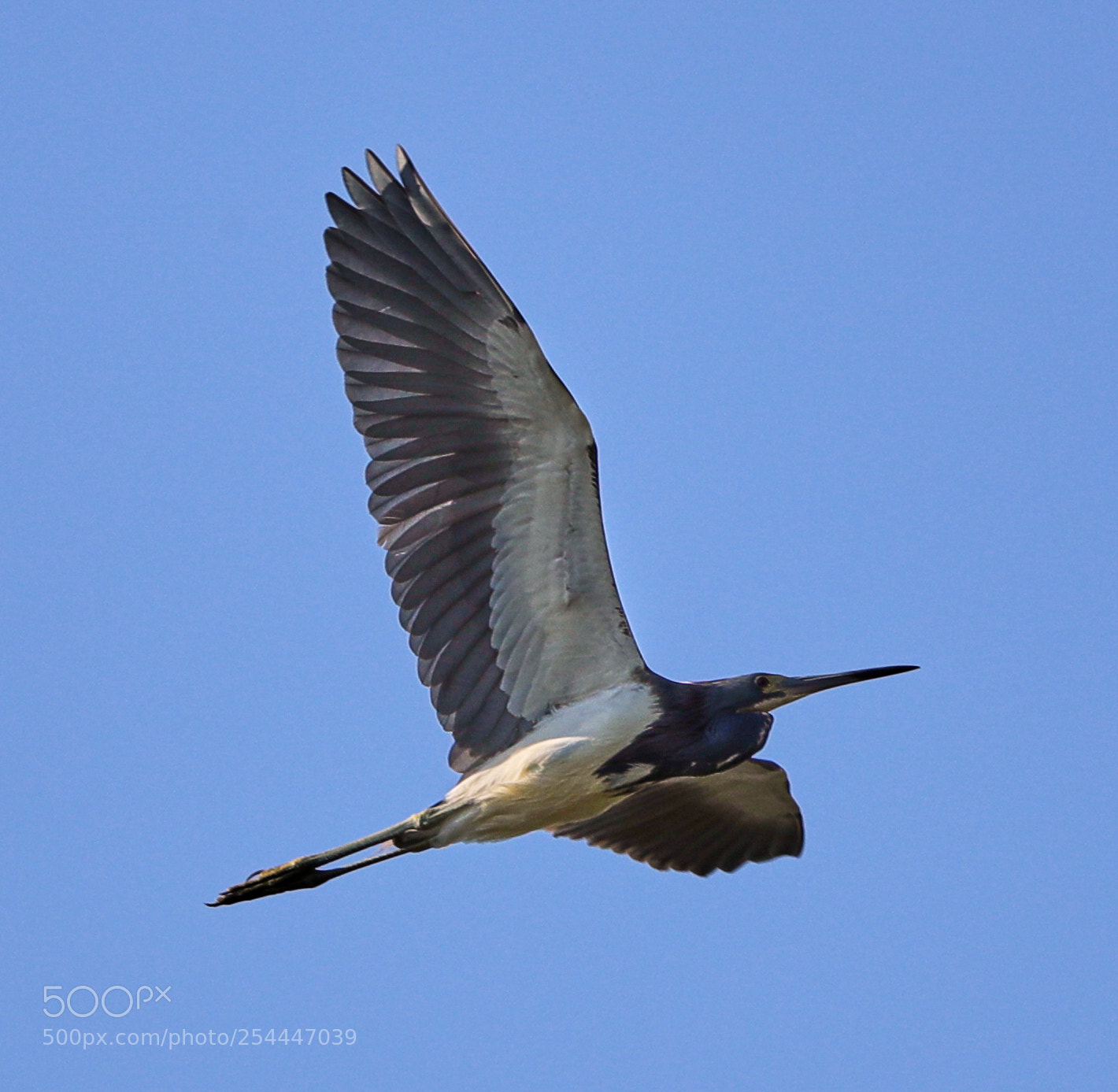 Canon EOS-1D X Mark II sample photo. 04-20-18-0013649.jpg photography