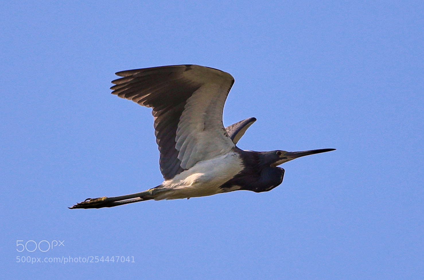 Canon EOS-1D X Mark II sample photo. 04-20-18-0013648.jpg photography